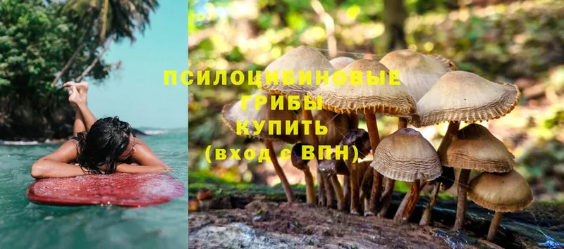 хочу   Шумерля  Галлюциногенные грибы Magic Shrooms 